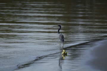 great heron ardea cinerea