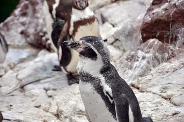 Naklejka premium Peruvian Penguin (Spheniscus humboldti) standing on a rock at Zoo. The penguin is black and white. Another two brown and white are in background. Selective focus. Front side portrait