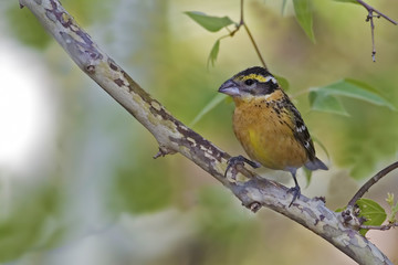 Female Black Headed Grosbeak, Heucticus melanocephalus