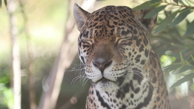Slow motion close-up of a leopard as it turns and blinks.