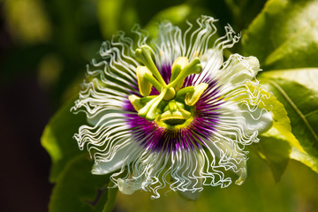 Great close up view of a gorgeous passion flower (Passiflora edulis) with a corona that is composed...