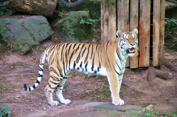 Sibirian Tiger (Panthera tigris altaica) standing and looking at the zoo garden