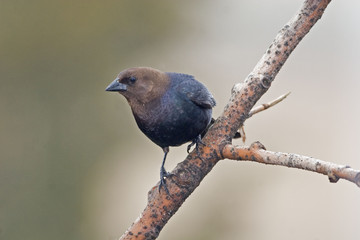 Male Brown-headed Cowbird, Molothrus ater