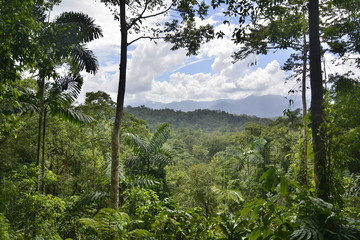 trees in the forest @costarica