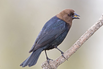 Male Brown-headed Cowbird, Molothrus ater, eating