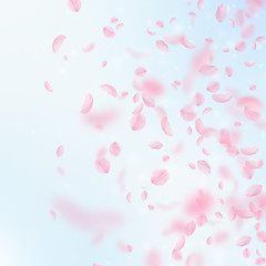 Sakura petals falling down. Romantic pink flowers gradient. Flying petals on blue sky square backgro