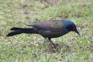 Male Common Grackle, Quiscalus quiscula, on ground