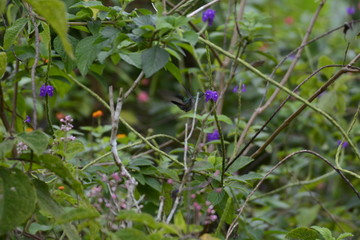 flowers in the forest