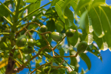A branch full of Ambarella fruits (Spondias dulcis) also known as Kedondong, Golden Apple, June Plum hanging on a tree in Malaysia. It is popular to put dried fruits in a drink in SE Asian cuisine. 