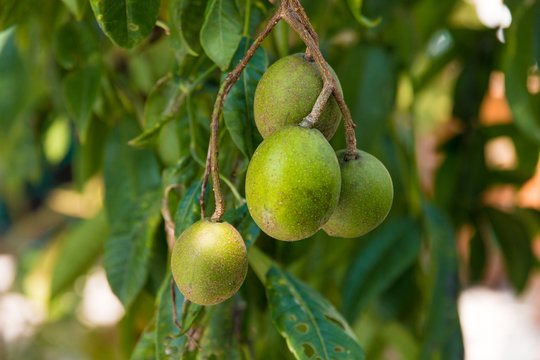 Close-up of a bunch of Golden Apples (Spondias dulcis or Spondias cytherea) or also known as Kedondong, Ambarella, June Plum. Still hanging on a tree in Malaysia, the fruit may be eaten raw.