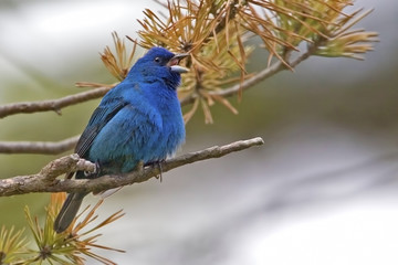 Male Indigo Bunting, Passerina cyanea, in song