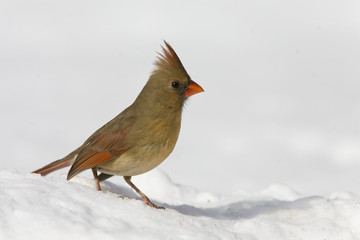 Female Northern Cardinal, Cardinalis cardinalis, in snow