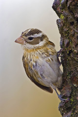 Vertical of Female Rose-breasted Grosbeak, Pheucticus ludovicianus, in spring