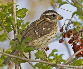 Female Rose-breasted Grosbeak, Pheucticus ludovicianus