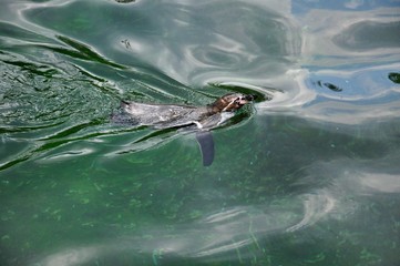 Peruvian Penguin (Spheniscus humboldti) swimming in a clear water at zoo park