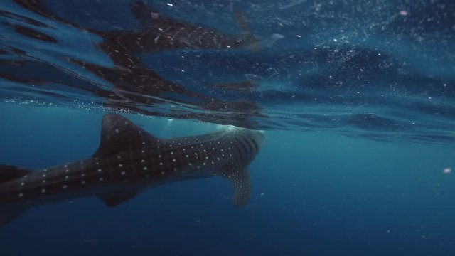 Closeup wildlife 4k shot of moving Whale Shark underwater in blue ocean, camera moving by the side of big marine animal, near water surface, aquatic background in tropical carribean sea