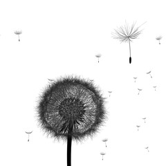 3d rendering illustration of dandelion