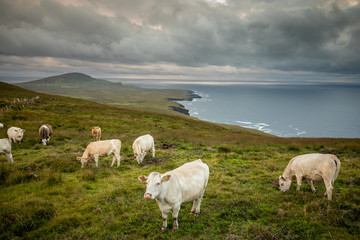 Cows in a beautiful irish scenery