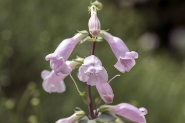 Naklejka na ściany i meble Penstemon grandiflorus perennial pink purple flowers, beautiful flowering plant
