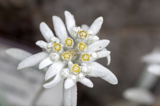 Leontopodium nivale strange white flowers, flowering mountain plant