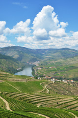Fototapeta premium Vineyards in the valley of Douro river, Portugal