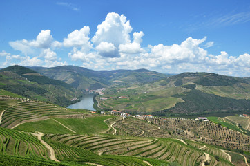 Fototapeta na wymiar Vineyards in the valley of Douro river, Portugal