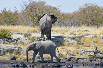 Afrikanische Elefanten (loxodonta africana) am Wasserloch im Etosha Nationalpark (Namibia)