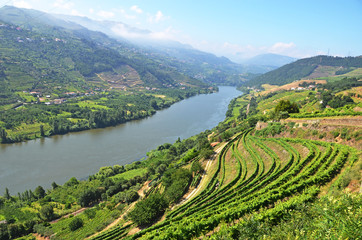 Vineyards in the valley of Douro river, Portugal