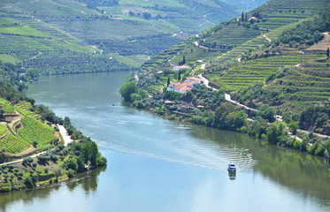 Vineyards in the valley of Douro river, Portugal