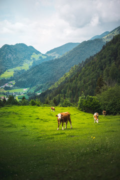 Cow On A Succulent, Lucy Green Pasture Land Or Grass In Summer For Giving Milk And Cheese In Bavaria