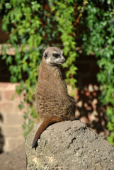 Meerkat sitting on a rock in the sun and standing watch over its family