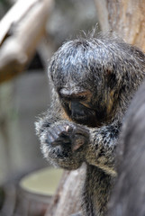 Portrait of a saki monkey playing holding something in its hands like a secret