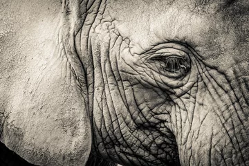 Photo sur Plexiglas Éléphant Elephant close-up with sad expression. The head of an elephant close-up. Vintage, grunge old retro style photo.