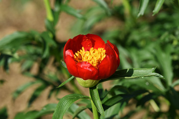 Single ruby red peony (paeonia) flower starting to bloom int the summer