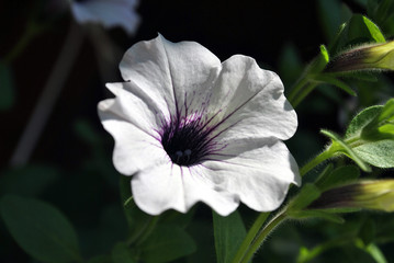 White petunia flower with a dark purple inside illuminted in the sun