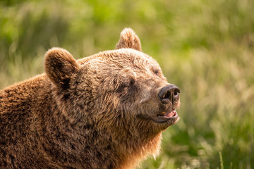 Fototapeta na wymiar Wild brown bear