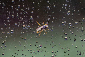 wasp on window during the rain