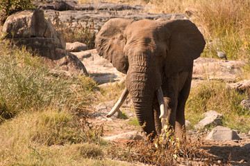 African Elephant bull digging for roots in the dry riverbed