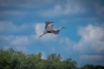 Heron Flying