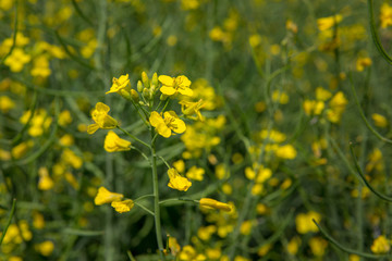 Obraz premium Rape flower close-up on a blurred green background. Rapeseed blooms with yellow flowers. Summer Sunny day on a flowering rapeseed field. Crop. Copy space.