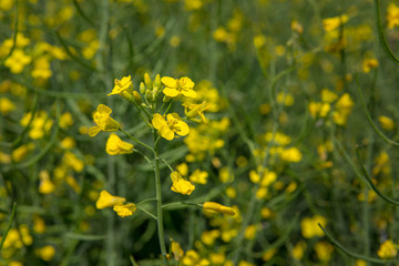 Rape flower close-up on a blurred green background. Rapeseed blooms with yellow flowers. Summer Sunny day on a flowering rapeseed field. Crop. Copy space.
