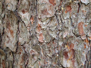 Age cracks in the pine bark, the surface close-up. The Browns texture of the tree trunk with a lot of cracks. Natural rough wood background.
