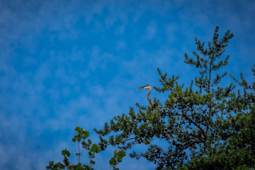 Heron in a Tree