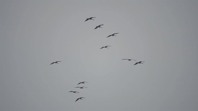Common Cranes or Eurasian Cranes (Grus Grus) birds flying
