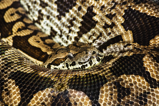 Pyton.The longest snake in the world.Quietly asleep, curled into a ring