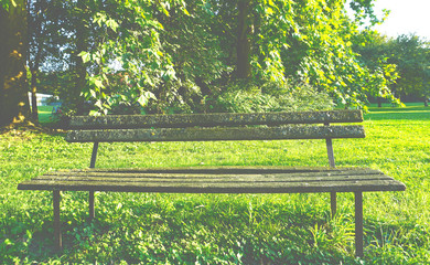 Beautiful green park with bench covered with moss - Powered by Adobe