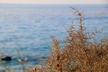 thorns in front of the sea