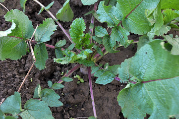 Winter radish grows in the soil