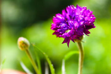 Beautiful summer flower blossom cornflower purple color macro