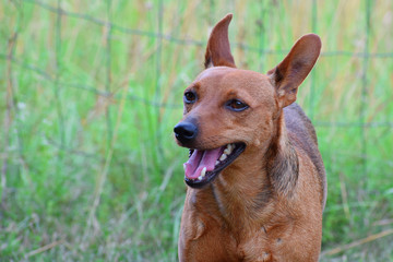 Brown dog miniature pinscher smiling and standing on green grass in hot summer day closeup view with copy space for text.